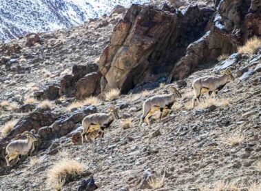 Wildlife in nepal