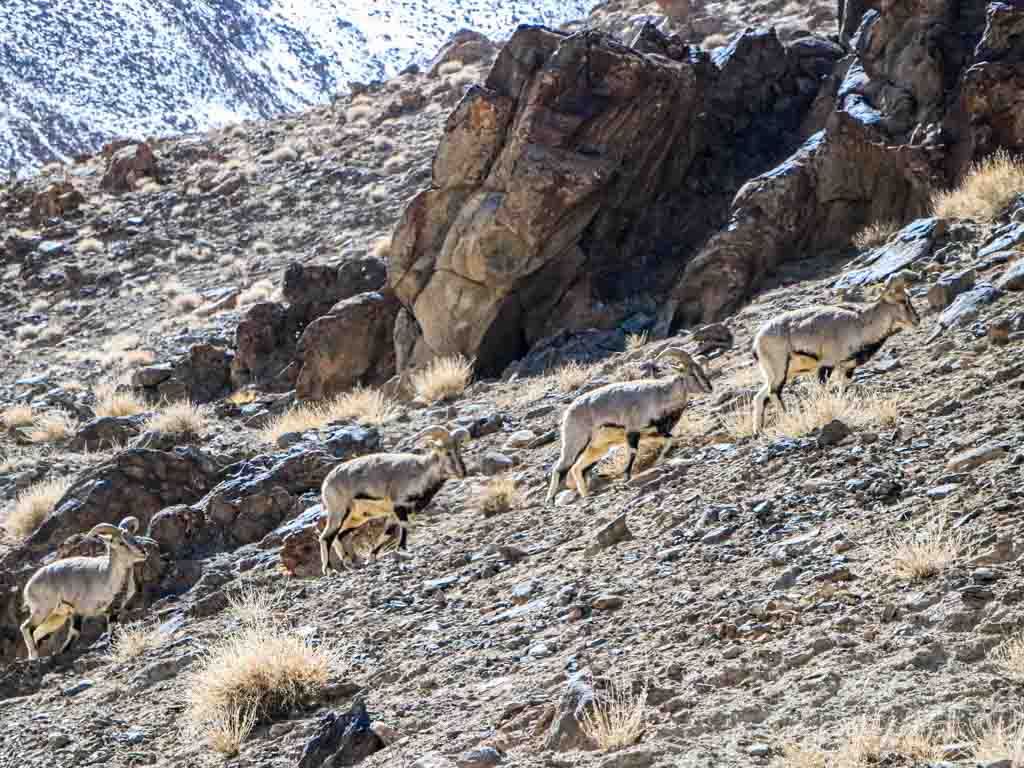 Mountain Wildlife in Nepal | Home Stay in Nepal