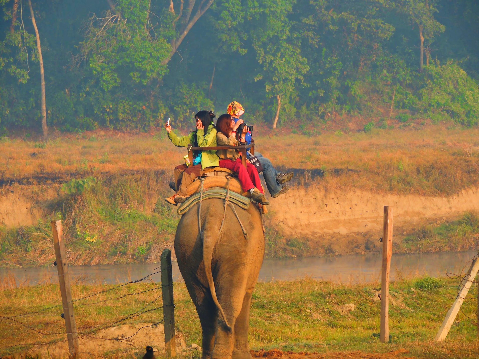 Wildlife and Safari