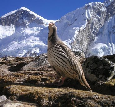Things to Be Careful of Before Trekking In Nepal