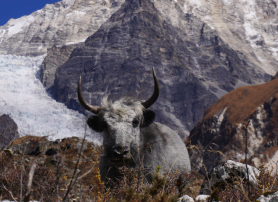 Langtang Valley Trek: Everything You Need to Know