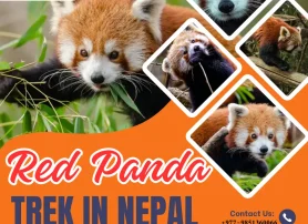 Red Panda Trek In Nepal | 11-Days Itinerary, Cost and Best Season
